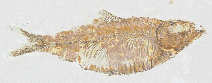 Knightia Alta Fossil Fish #29051